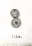 Click for 1 image(s) for this accession. FRUIT